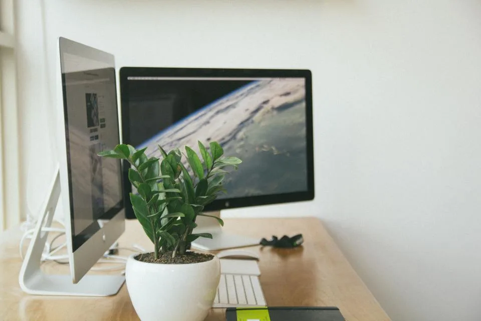 Two computer monitors on a desk beside a pot plant